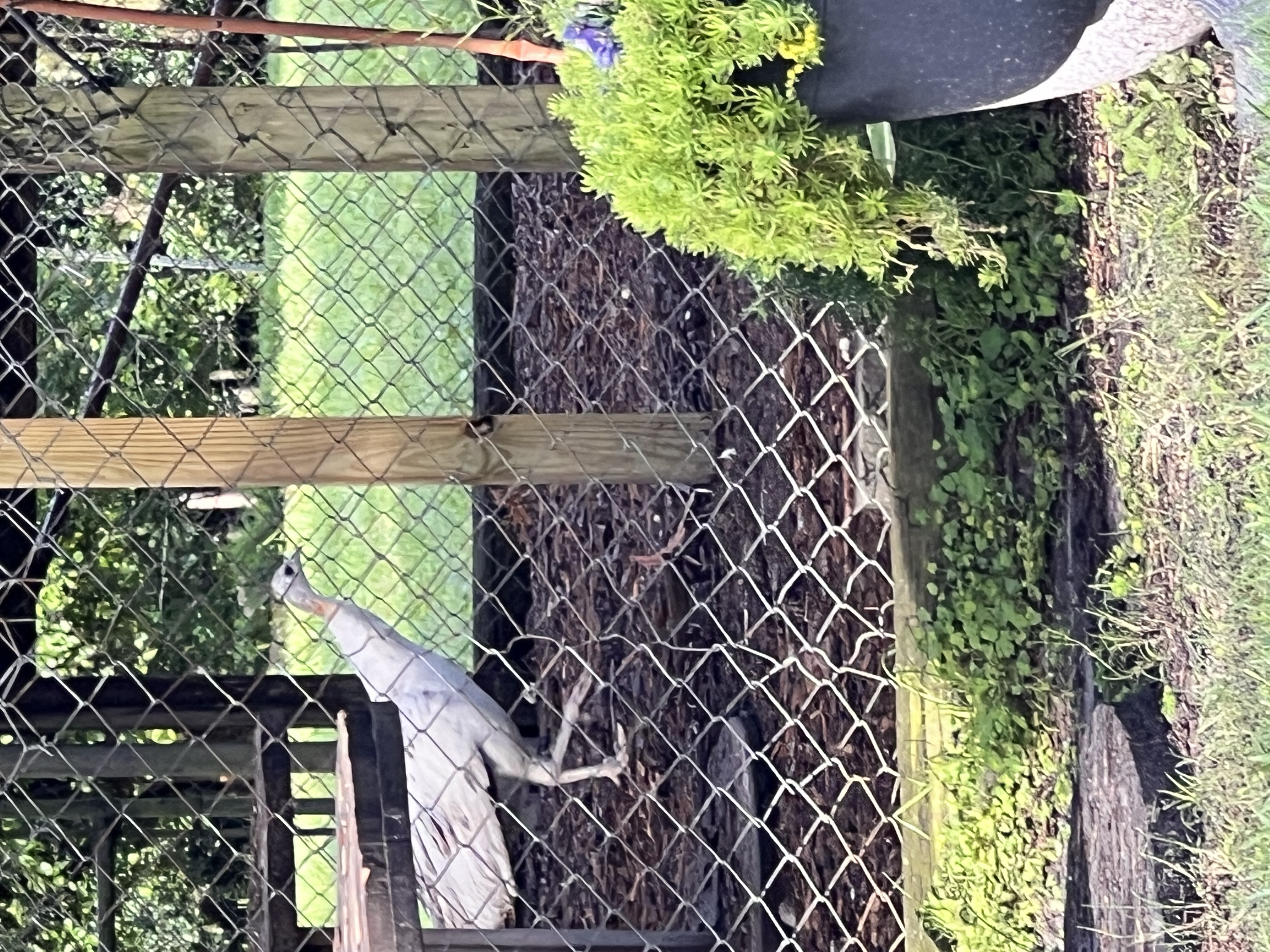 ./2025/06 - Savannah/IMG_1001.jpg